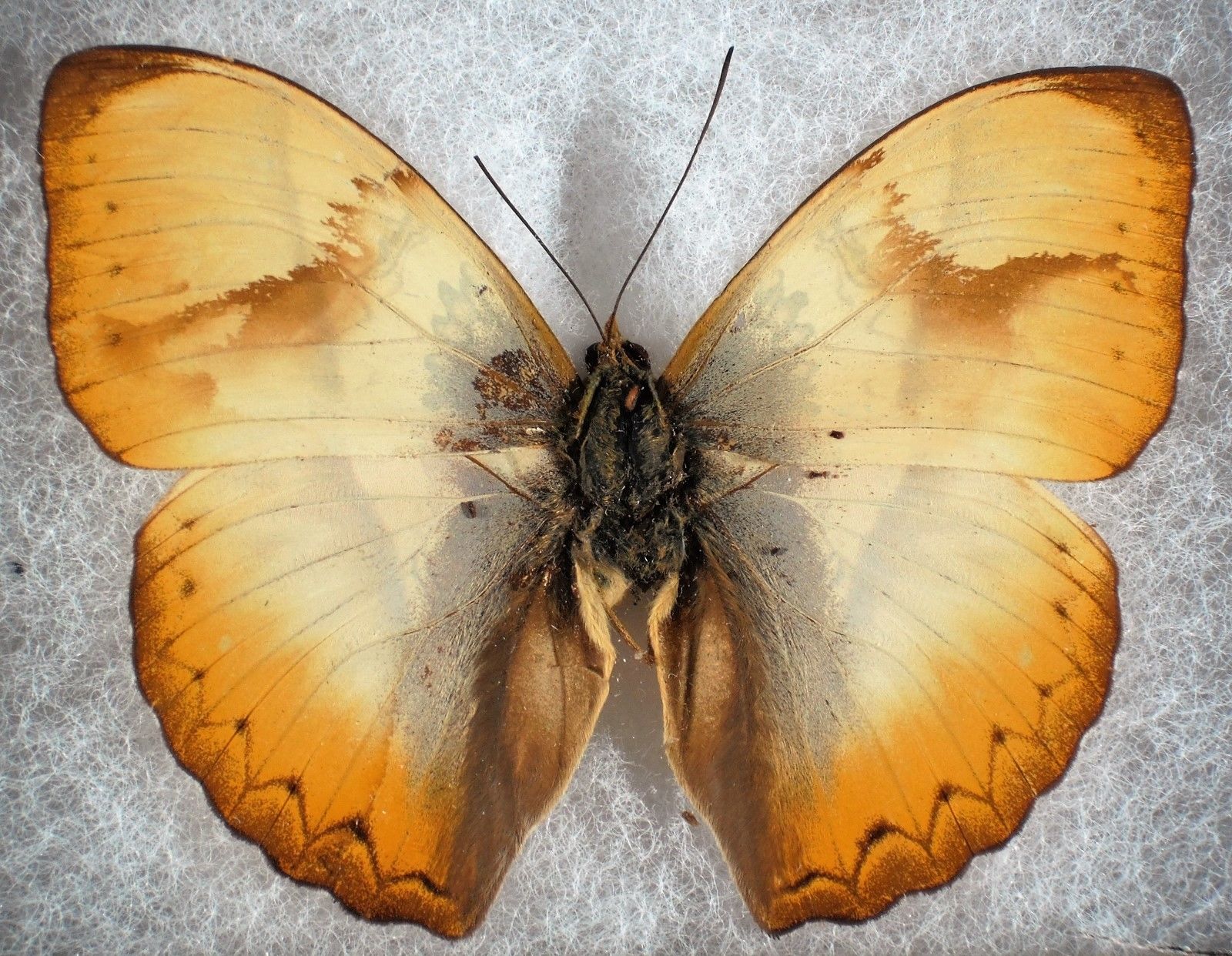 Cymothoe reinholdi male (aberration) [Internet image property of respective owner, non commercial use only]
